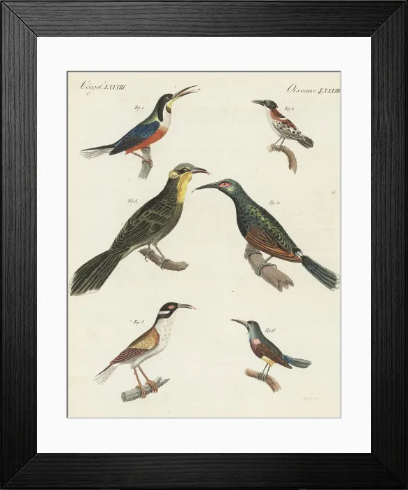 Framed Print : Species of honeyeaters, creepers and sunbirds Framed Print : Species of honeyeaters, creepers and sunbirds