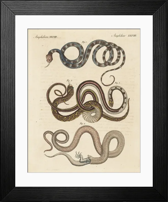Framed Print : Species of snakes Framed Print : Species of snakes