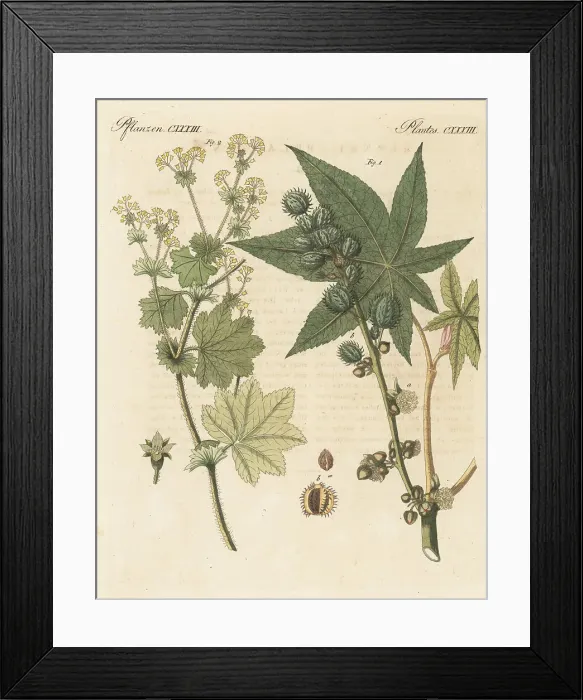 Framed Print : Castor oil plant and lady's mantle Framed Print : Castor oil plant and lady's mantle