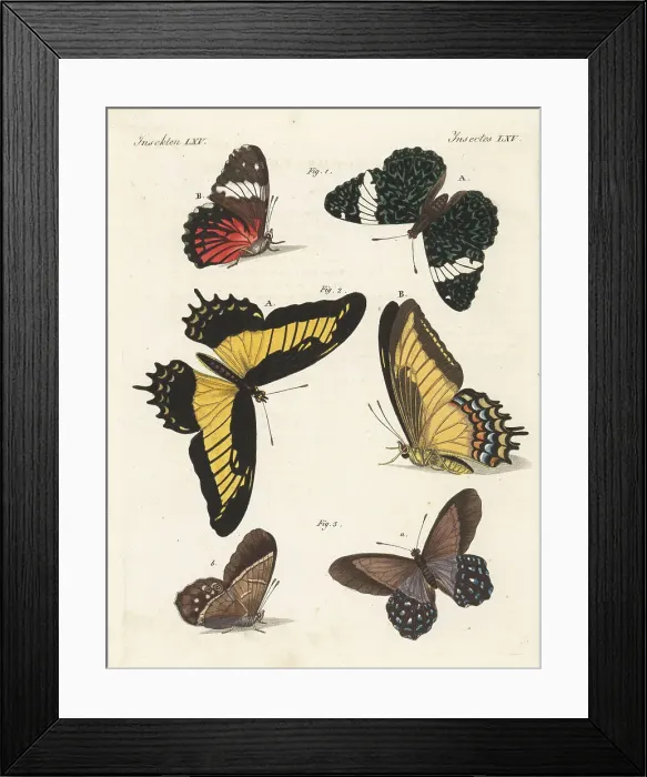 Framed Print : Red cracker, androgeus and lena pierella butterflies Framed Print : Red cracker, androgeus and lena pierella butterflies