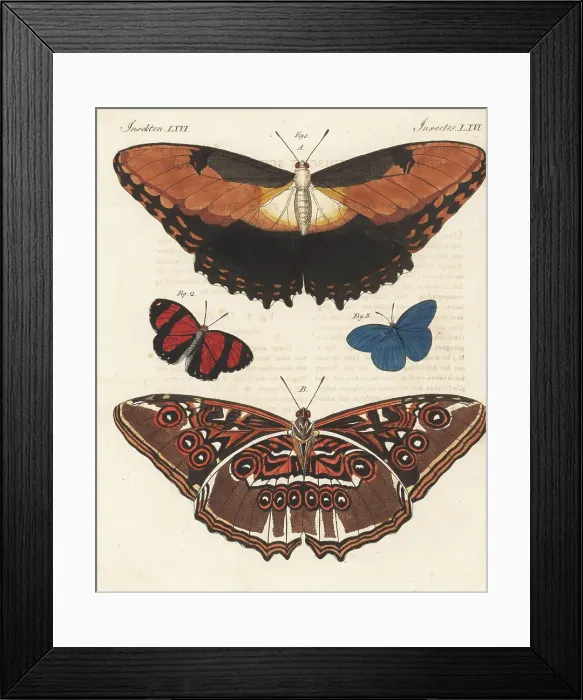 Framed Print : Sunset morpho, Astarte eighty-eight and azure blue butterfly Framed Print : Sunset morpho, Astarte eighty-eight and azure blue butterfly