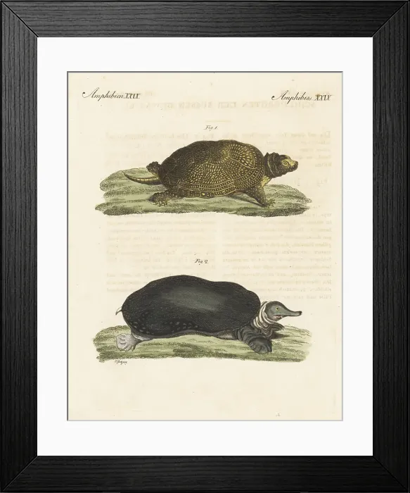 Framed Print : Endangered Blanding's turtle and Florida softshell turtle Framed Print : Endangered Blanding's turtle and Florida softshell turtle