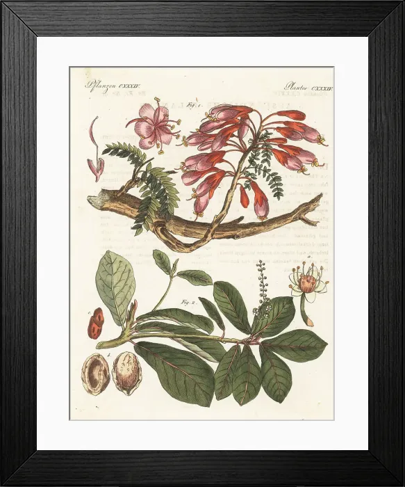 Framed Print : Karoo boer-bean and Malabar almond Framed Print : Karoo boer-bean and Malabar almond