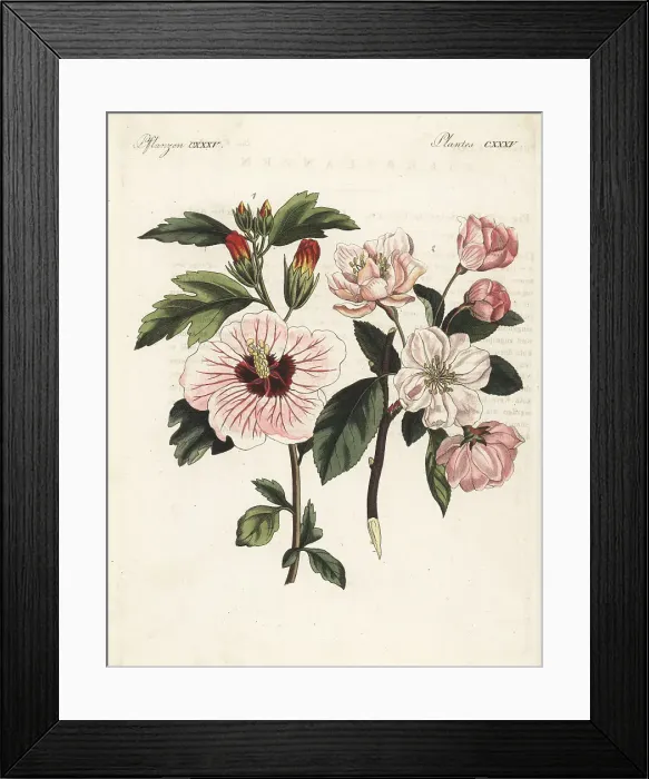 Framed Print : Syrian pear and Chinese crab apple Framed Print : Syrian pear and Chinese crab apple