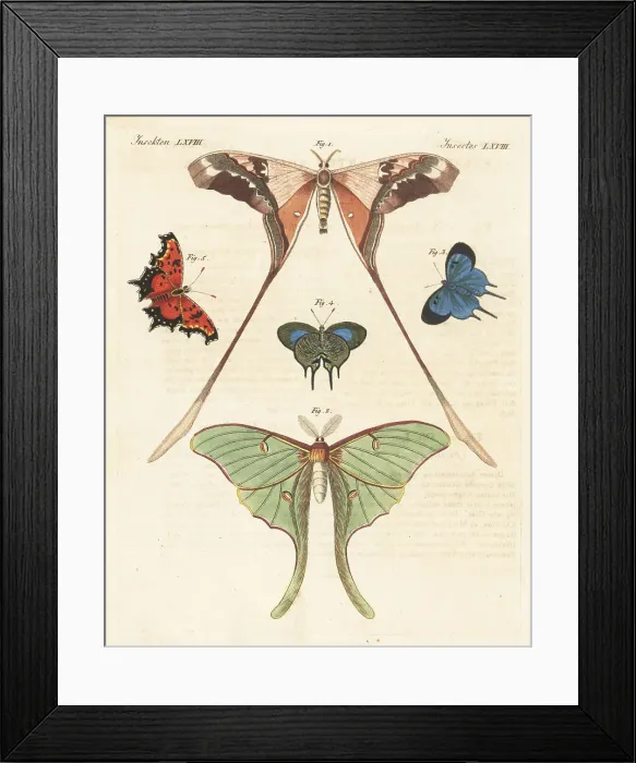 Framed Print : Saturnid moth, luna moth, Arcas imperialis and grey comma Framed Print : Saturnid moth, luna moth, Arcas imperialis and grey comma