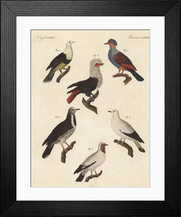 Framed Print : Various pigeons including the extinct Mauritius blue pigeon Framed Print : Various pigeons including the extinct Mauritius blue pigeon