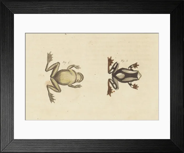 Framed Print : Beireis treefrog, Dendropsophus leucophyllatus Framed Print : Beireis treefrog, Dendropsophus leucophyllatus