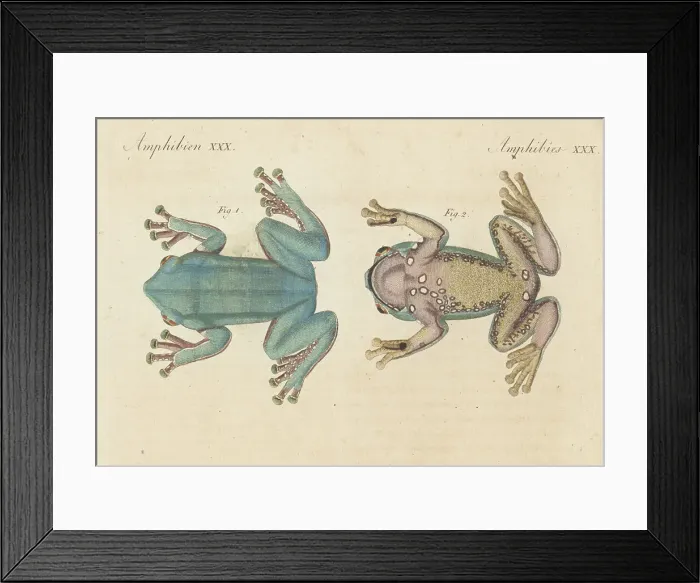 Framed Print : Giant leaf frog, Phyllomedusa bicolor Framed Print : Giant leaf frog, Phyllomedusa bicolor