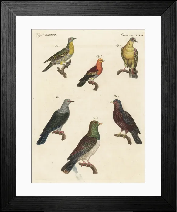 Framed Print : Pigeon species including extinct Norfolk Island pigeon Framed Print : Pigeon species including extinct Norfolk Island pigeon