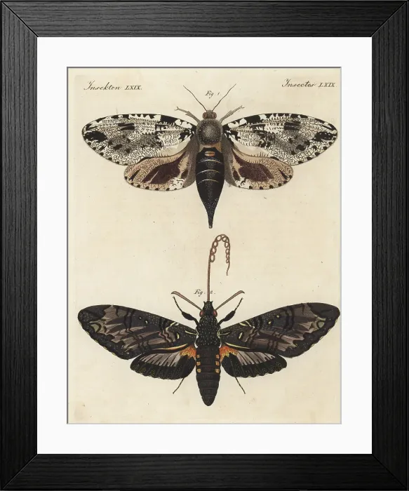 Framed Print : Xyleutes strix moth and giant sphinx moth Framed Print : Xyleutes strix moth and giant sphinx moth