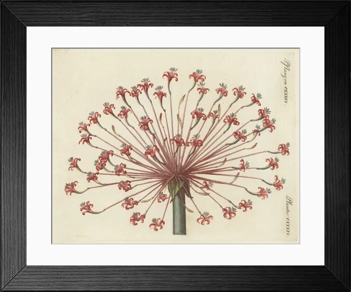 Framed Print : Josephine's lily or candelabra lily, Brunsvigia josephinae Framed Print : Josephine's lily or candelabra lily, Brunsvigia josephinae