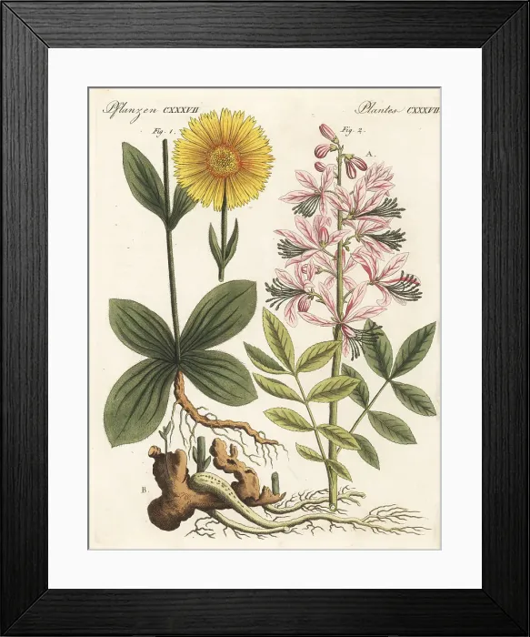 Framed Print : Wolf's bane and dittany plants