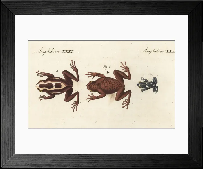 Framed Print : Dyeing dart frog, Dendrobates tinctorius Framed Print : Dyeing dart frog, Dendrobates tinctorius
