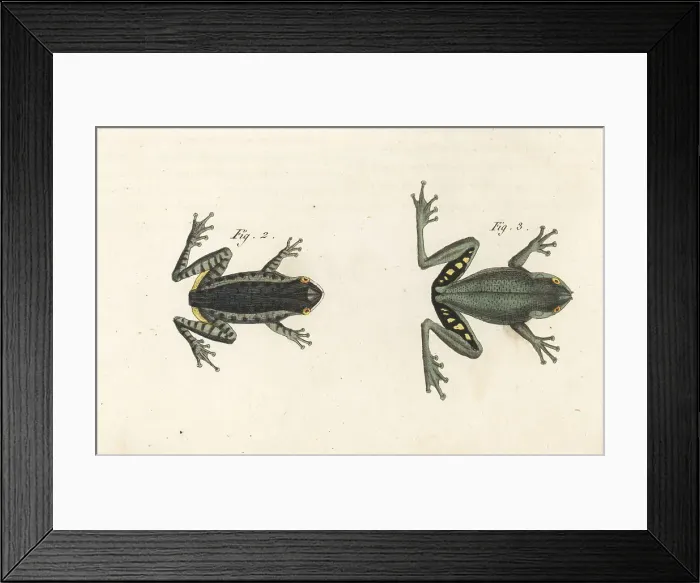 Framed Print : Pine woods tree frog and squirrel tree frog Framed Print : Pine woods tree frog and squirrel tree frog