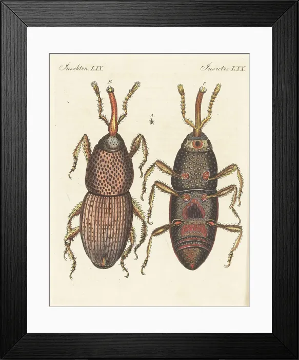 Framed Print : Wheat weevil, Sitophilus granarius Framed Print : Wheat weevil, Sitophilus granarius