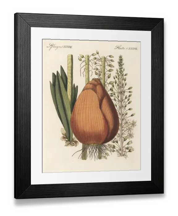 Framed Print : Squill, Drimia maritima Framed Print : Squill, Drimia maritima