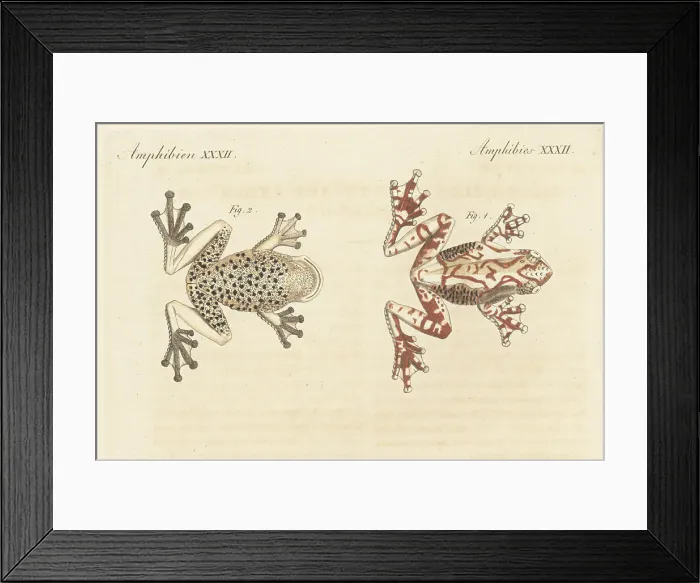 Framed Print : Marmorea frog, Dendropsophus marmoratus Framed Print : Marmorea frog, Dendropsophus marmoratus