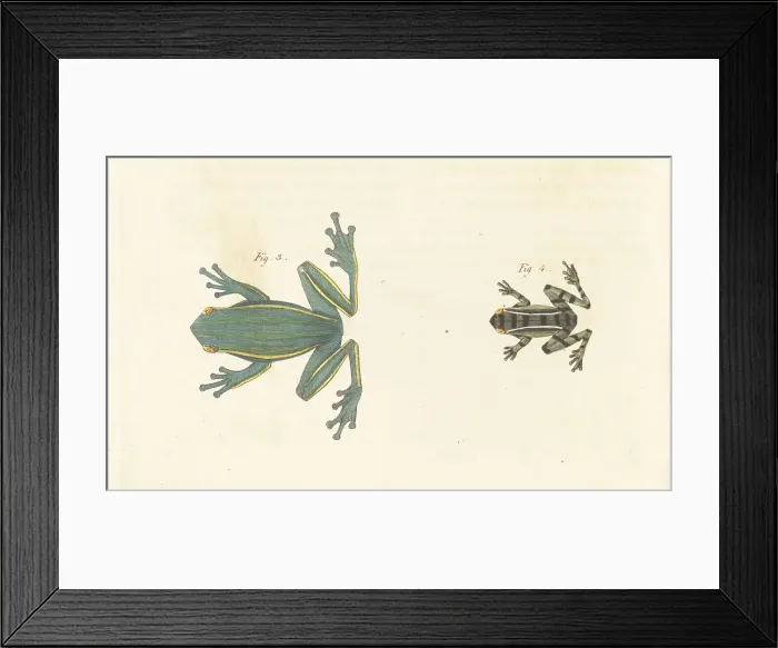 Framed Print : American green tree frog and Hylarana nicobariensis Framed Print : American green tree frog and Hylarana nicobariensis
