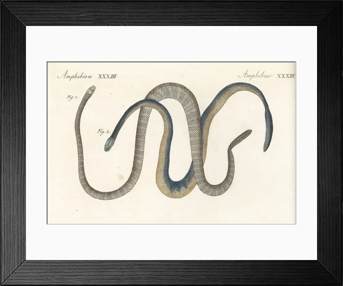 Framed Print : Exotic snakes of India Framed Print : Exotic snakes of India