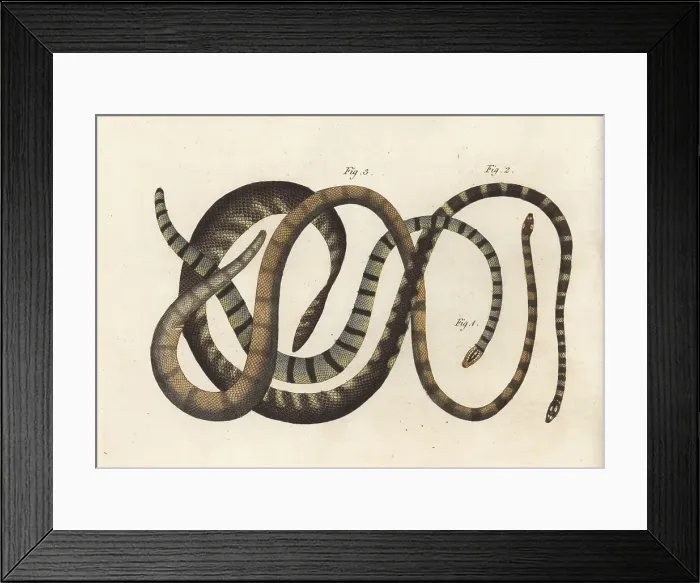 Framed Print : Exotic snakes of India Framed Print : Exotic snakes of India