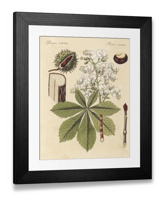 Framed Print : Horse chestnut tree, Aesculus hippocastanum. Vulnerable Framed Print : Horse chestnut tree, Aesculus hippocastanum. Vulnerable