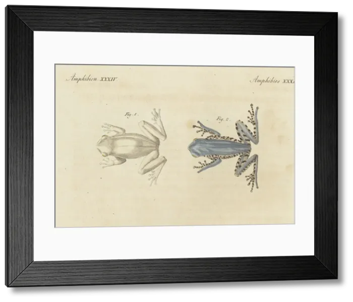 Framed Print : Orinoco lime treefrog and northern orange-legged leaf frog Framed Print : Orinoco lime treefrog and northern orange-legged leaf frog