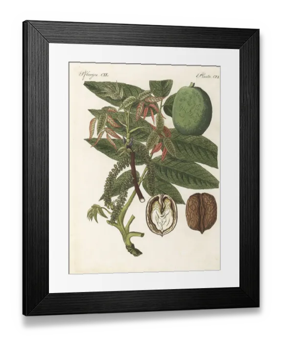 Framed Print : Walnut tree, Juglans regia Framed Print : Walnut tree, Juglans regia