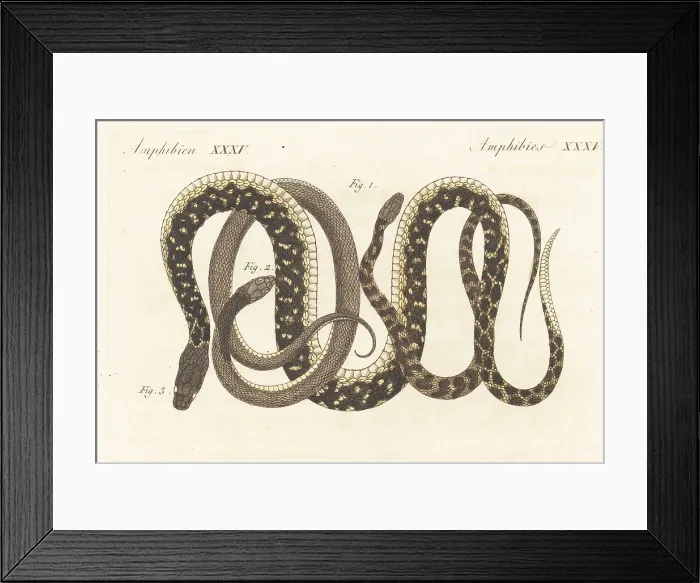 Framed Print : Checkered keelback and other exotic snakes of India Framed Print : Checkered keelback and other exotic snakes of India