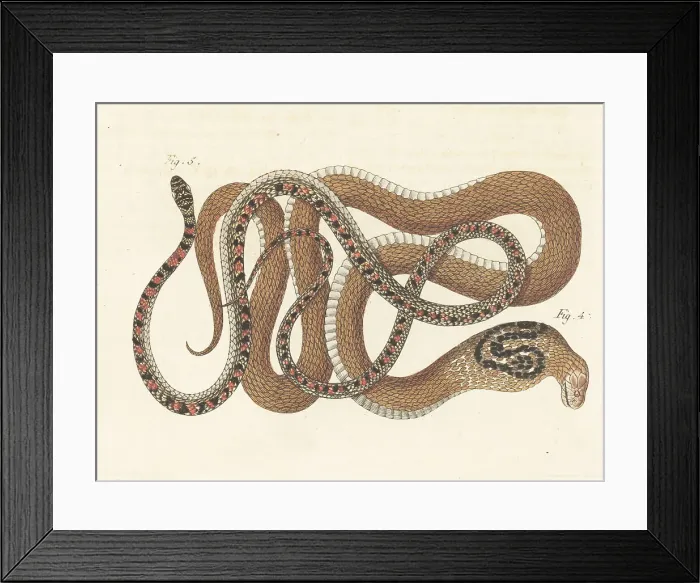 Framed Print : Indian cobra and unknown snake species Framed Print : Indian cobra and unknown snake species