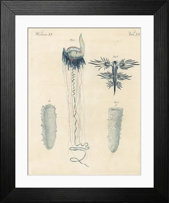 Framed Print : Portuguese man o war and other marine creatures Framed Print : Portuguese man o war and other marine creatures
