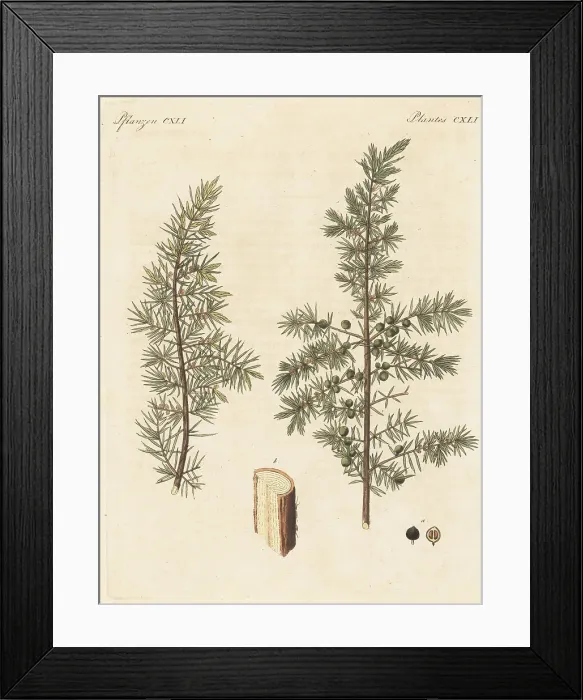 Framed Print : Juniper tree, Juniperus communis Framed Print : Juniper tree, Juniperus communis