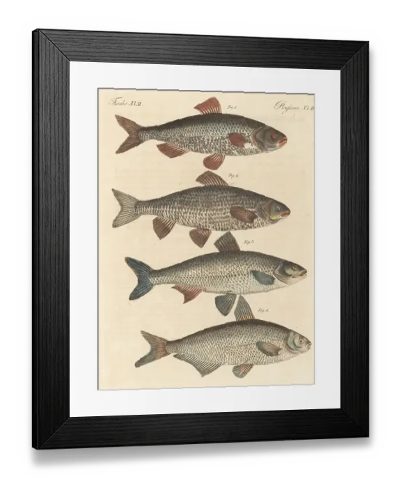 Framed Print : German fresh-water fish species Framed Print : German fresh-water fish species