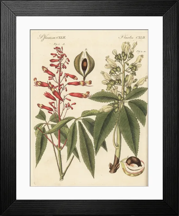 Framed Print : Firecracker plant and common buckeye Framed Print : Firecracker plant and common buckeye