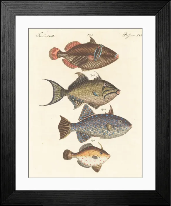 Framed Print : Varieties of triggerfish and leatherjacket Framed Print : Varieties of triggerfish and leatherjacket
