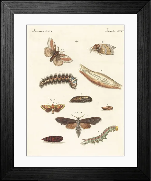 Framed Print : Pine-tree lappet moth, pine beauty and pine hawk-moth Framed Print : Pine-tree lappet moth, pine beauty and pine hawk-moth