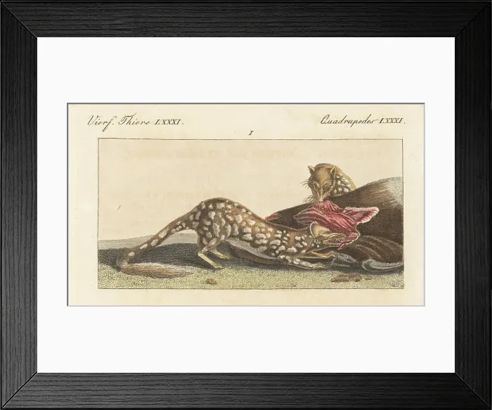 Framed Print : Tiger quoll, Dasyurus maculatus, female, with prey Framed Print : Tiger quoll, Dasyurus maculatus, female, with prey