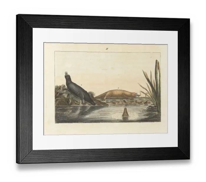 Framed Print : Duck-billed platypus, Ornithorhynchus anatinus Framed Print : Duck-billed platypus, Ornithorhynchus anatinus