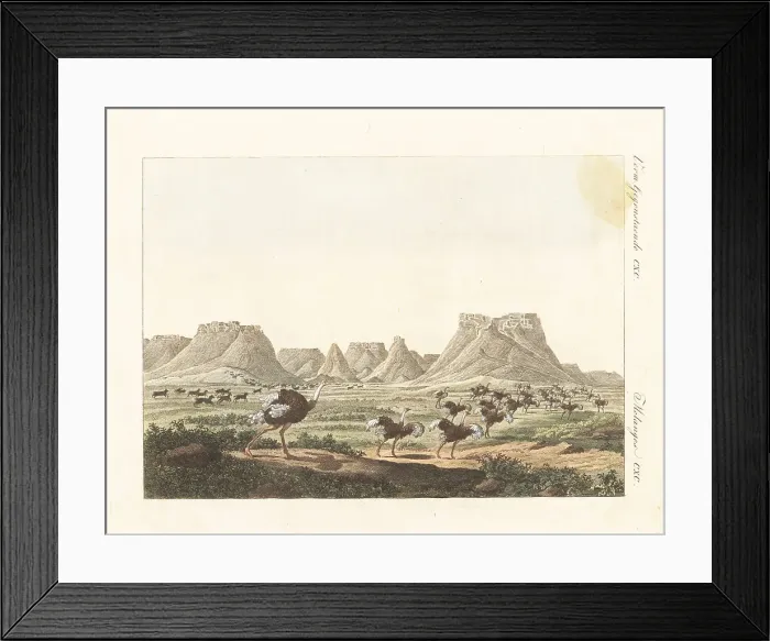 Framed Print : Ostriches and quagga running in South Africa Framed Print : Ostriches and quagga running in South Africa