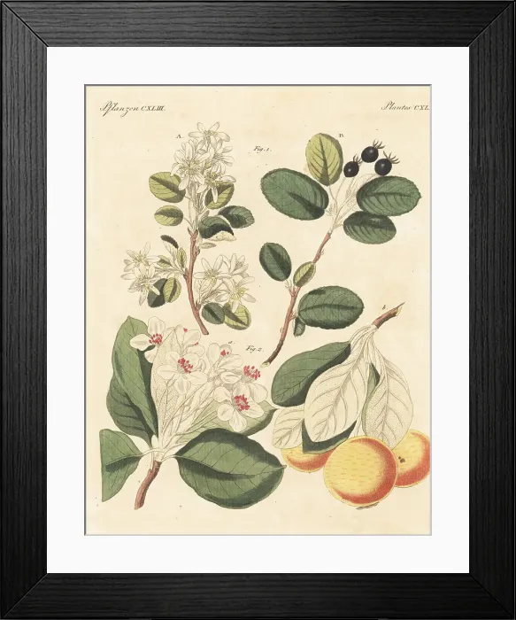 Framed Print : Snowy mespilus and snow pear