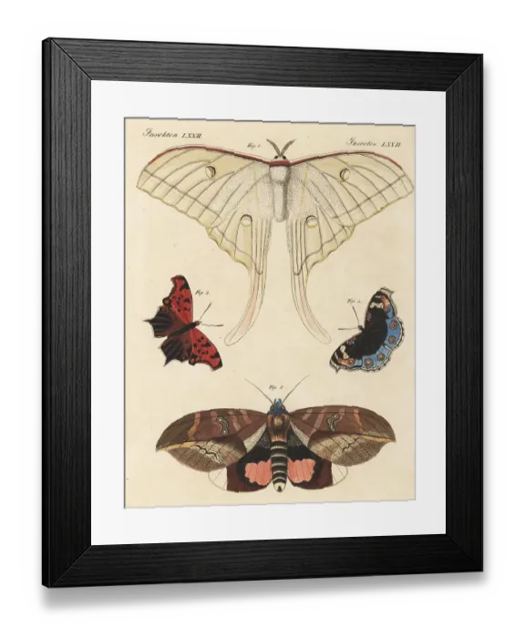 Framed Print : Exotic moths and butterflies Framed Print : Exotic moths and butterflies