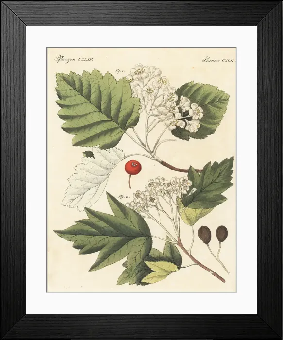 Framed Print : Whitebeam and wild service trees