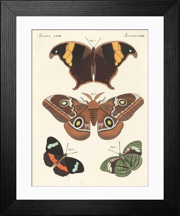 Framed Print : Caerois chorinaeus, Cape lappet moth and obrina olivewing Framed Print : Caerois chorinaeus, Cape lappet moth and obrina olivewing