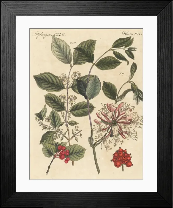 Framed Print : Common honeysuckle and fly honeysuckle Framed Print : Common honeysuckle and fly honeysuckle