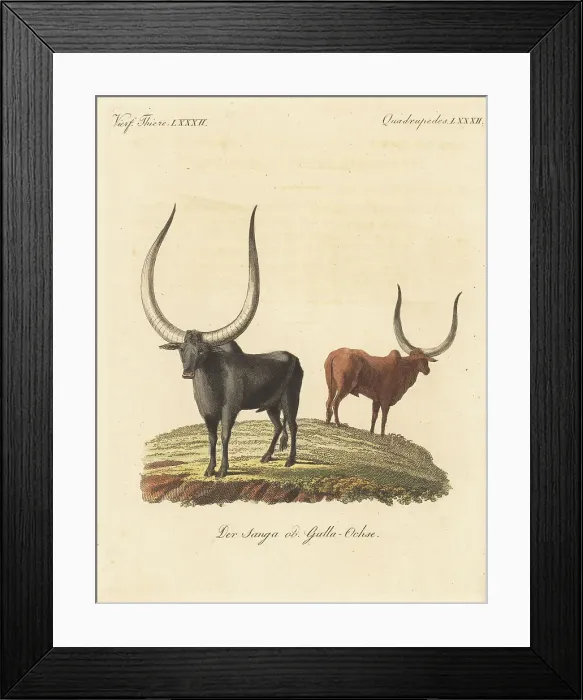 Framed Print : African cattle species, Bos taurus africanus Framed Print : African cattle species, Bos taurus africanus