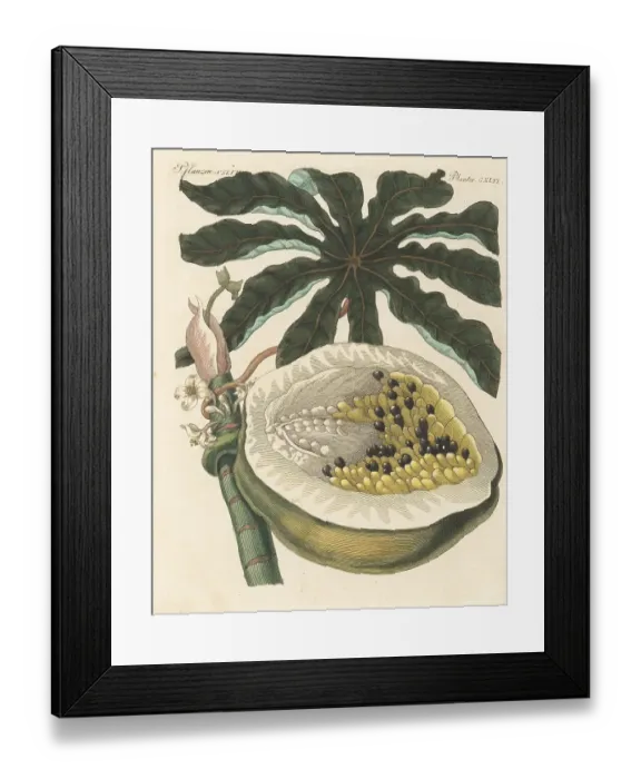 Framed Print : Papaya fruit with seeds, leaf, and flower, Carica papaya Framed Print : Papaya fruit with seeds, leaf, and flower, Carica papaya