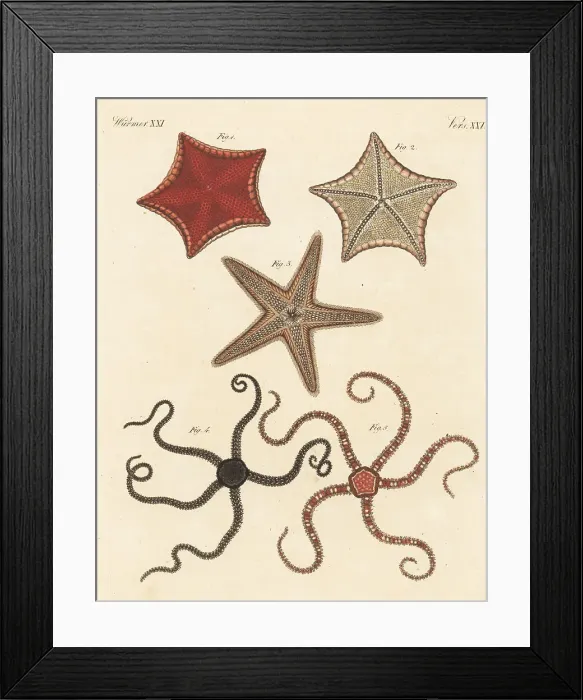Framed Print : Various starfish species