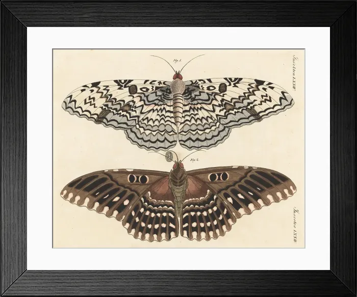 Framed Print : White witch moth, Thysania agrippina Framed Print : White witch moth, Thysania agrippina