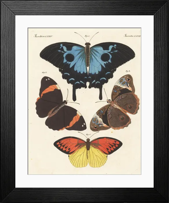 Framed Print : Ulysses butterfly, Opsiphanes cassiae and Hebomoia leucippe Framed Print : Ulysses butterfly, Opsiphanes cassiae and Hebomoia leucippe