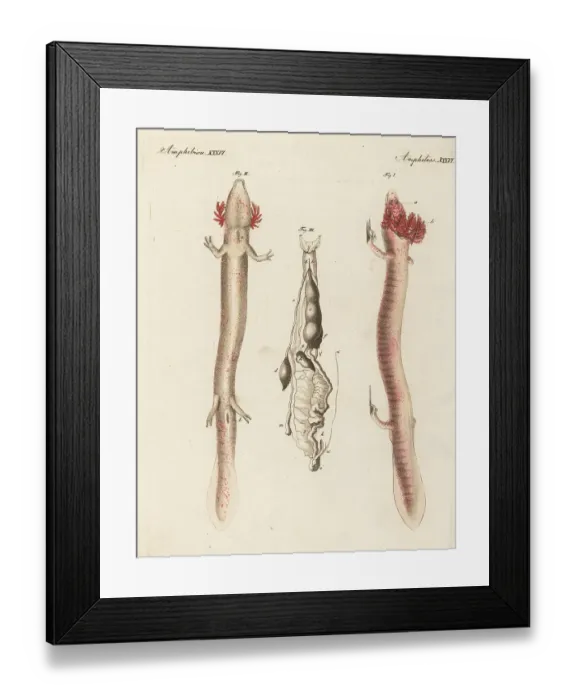 Framed Print : Olm or proteus, Proteus anguinus, vulnerable