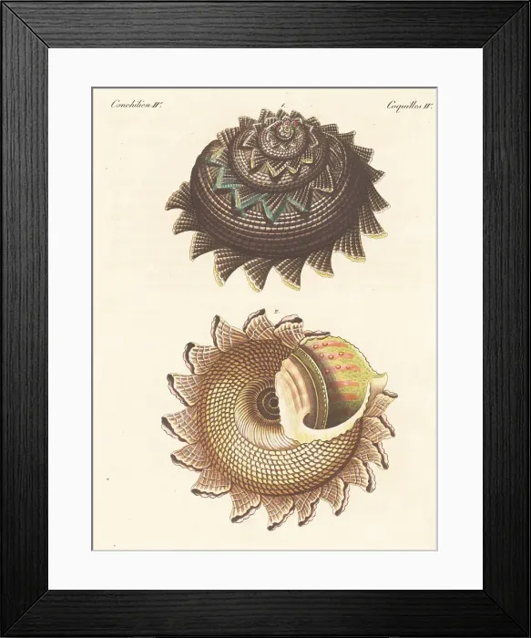 Framed Print : Sunburst star turban, Astraea heliotropium Framed Print : Sunburst star turban, Astraea heliotropium